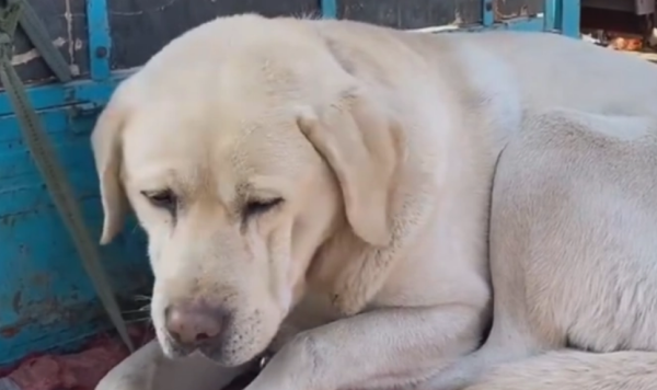 What should animals with high blood sugar pay attention to?