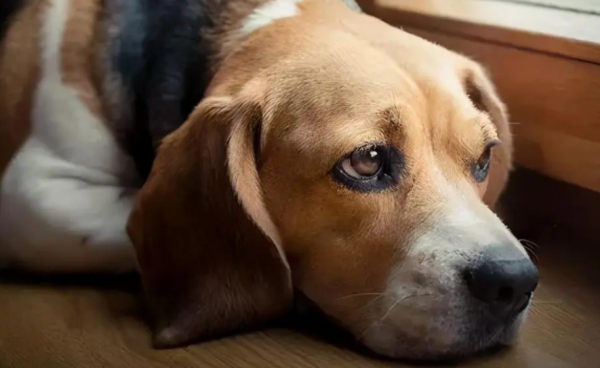 This season, what should I do if I love pets have repeated diarrhea?