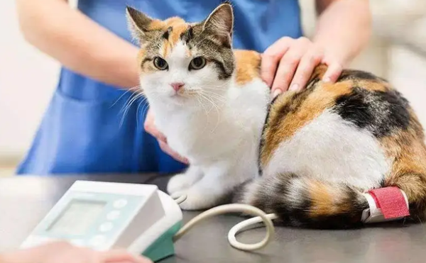 B vitamins and cat health, you should know about it!