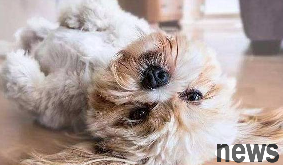 Dogs eat and eat and eat and don t chew, beware of causing a disaster