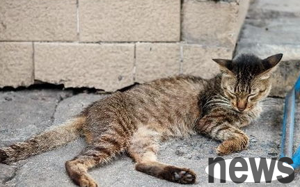 How to treat acute renal failure in cats? Responsive measures for cat renal failure!