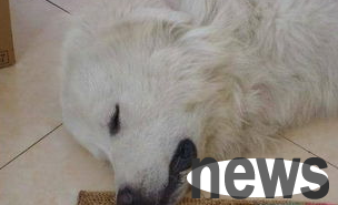 Dog first aid knowledge, essential skills for shoveling dogs!