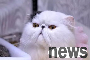 How to effectively prevent cat infectious diseases? Come and have a look
