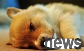 What are the common causes of vomiting and diarrhea in dogs? Come and have a look