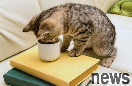 Why is taurine so important to cats? You don t know yet!