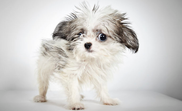 Dogs will also have 