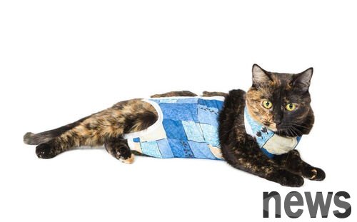 Cat sterilization, these misunderstandings should be avoided!
