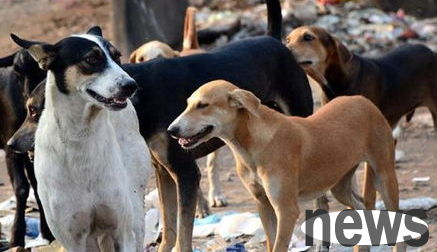 What are the symptoms of a female dog s estrus? Why not take a look