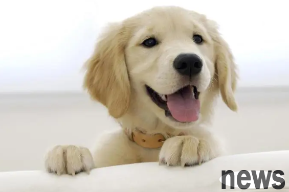 A complete collection of treatments for canine distemper, hurry up and collect it!
