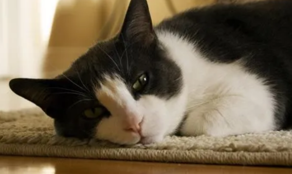 Will cats die if they have cat nose stalks? How to deal with cat nose stalks?