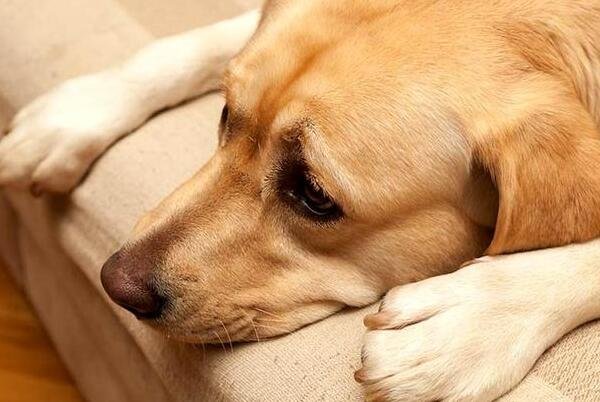 Not all dogs have coughs because they are sick