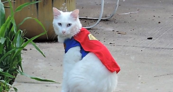 Cats retching, coughing, not eating, and are listless. They should be wary of erectile dysfunction.