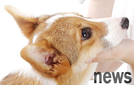 What should I do if my puppy has too much eye poop? What s the reason?