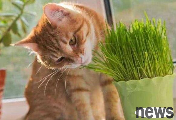 Why do you want to give your cat a graze? What is cat grass?