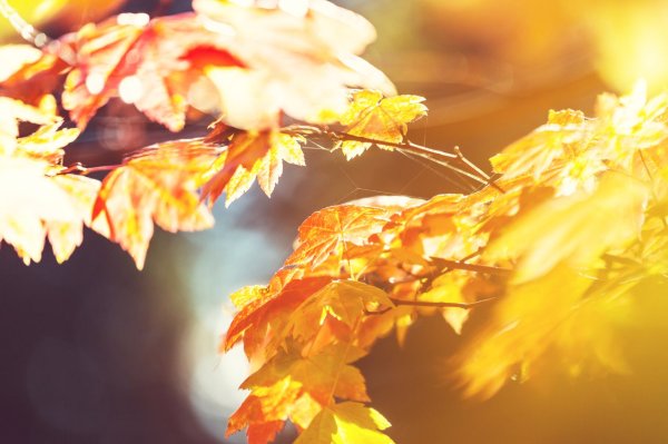 Is it not suitable to get hot when the weather turns? 7 points of advice for raising cold dew: It is recommended to eat this food for breakfast
