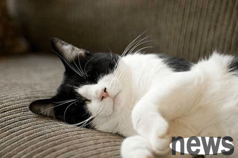 How to take care of pregnant cats? Come and have a look
