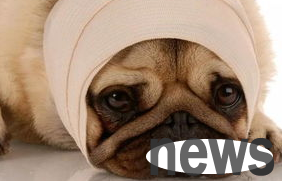 What is the cause of encephalitis in dogs? Why not take a look