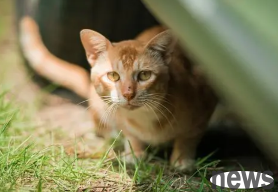 What should I do if the cat runs away in the community? You can try these methods!