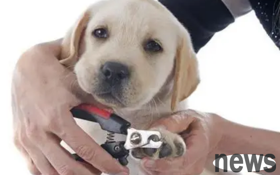 Dogs also need to cut their nails regularly!