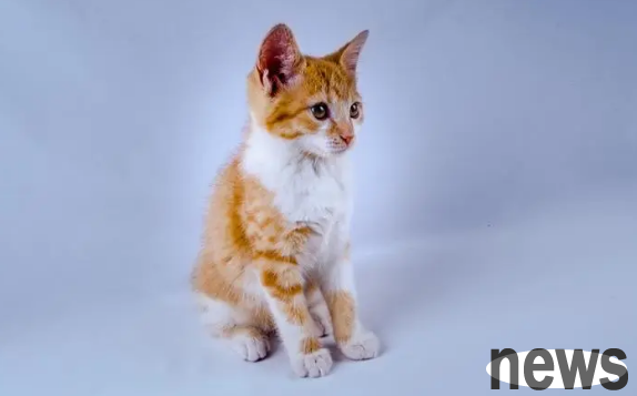 Will normal cat owners get infected with parasites? How to prevent parasites?