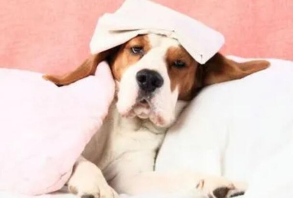 What to do if a dog catches a cold? How to treat a dog’s cold?