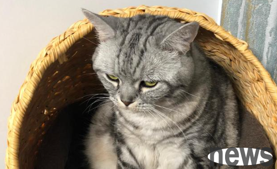 Two cats confront each other, one cat meows and the other cat doesn’t meow?