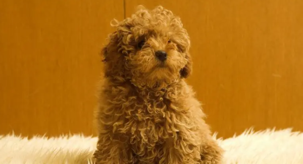 How to deal with gastrointestinal parasites in dogs? This is best