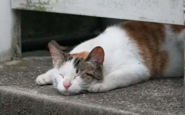 Popular science for cats: Why do stray cats need to be sterilized?