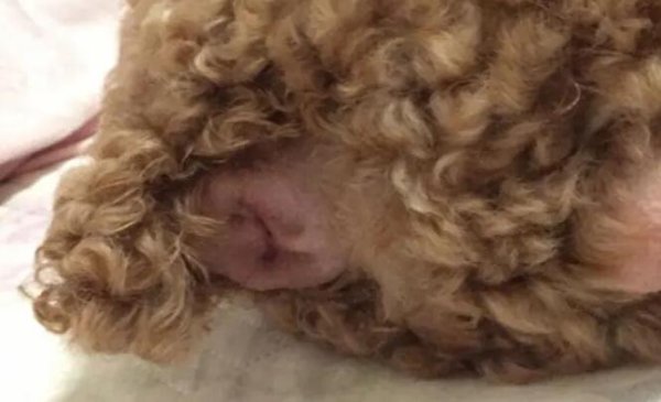 How often does the dog s anal glands need to be squeezed? How to squeeze the anal glands?