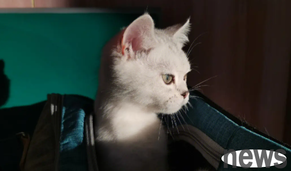Why do cats like to sleep in balls? Let me tell you in one article!