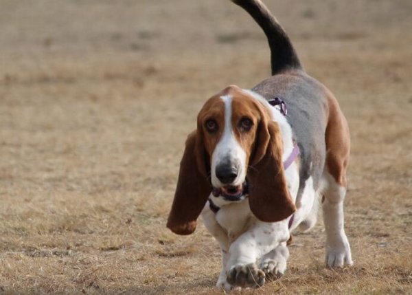 I heard that these ten kinds of dogs are the most likely to gain weight. Is your furry child on the list?