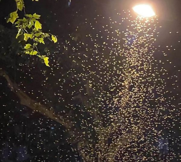 White worms are cockroach relatives! In the rainy season, I want to prevent floods from invading my home, so I don’t open the “this color” lights.