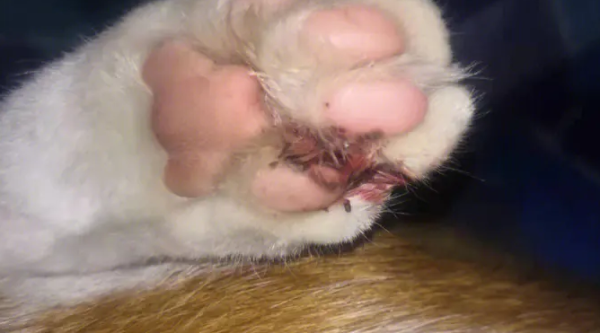 Why is the cat s nails falling off?