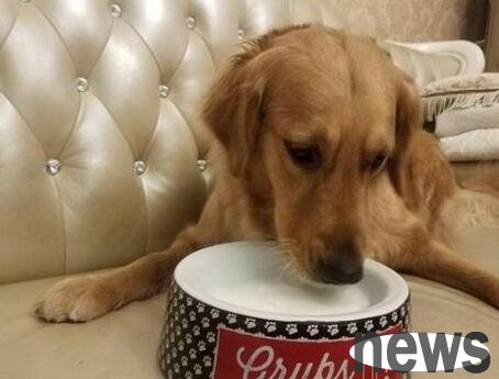 How to choose milk powder for dogs? What s the trick?