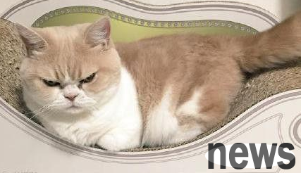 How can I coax the cat when it gets angry? You can try these methods