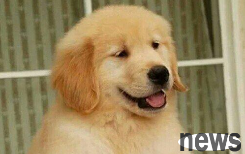 How to feed puppies? Some precautions for correct feeding puppies