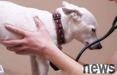How to treat dogs vomiting yellow water?