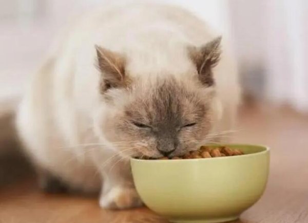 How many grams of cat food does a four-month-old cat eat per day? Answer it for you after a question