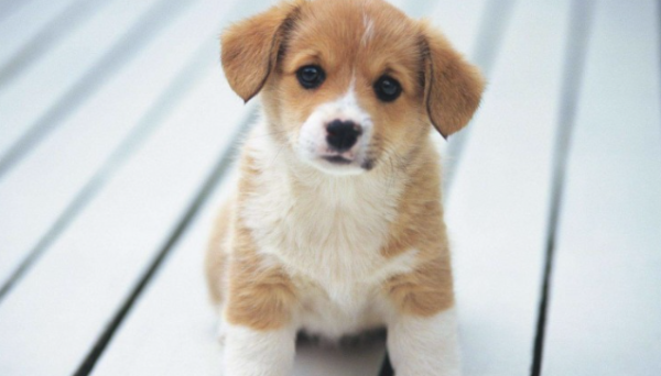 Office workers should pay attention to this kind of thing when raising dogs