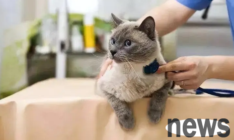 What should I do if a male cat licks his wound after sterilization? Newbie shovelers can take a look~