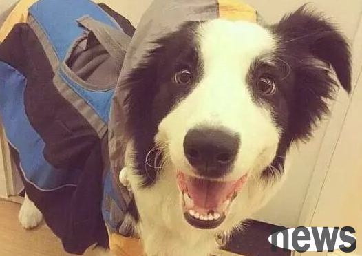 During the dog s estrus, the owner should remember this kind of thing, which will be beneficial to it!