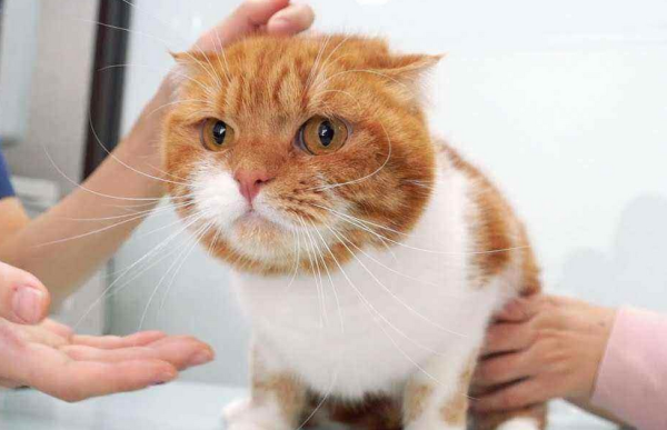 How long does it take for cats to recover from stress? If you want to know, come and see!