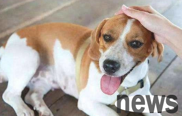 Laughing at me why I keep a dog? Netizen: How many people know about these 8 major advantages?