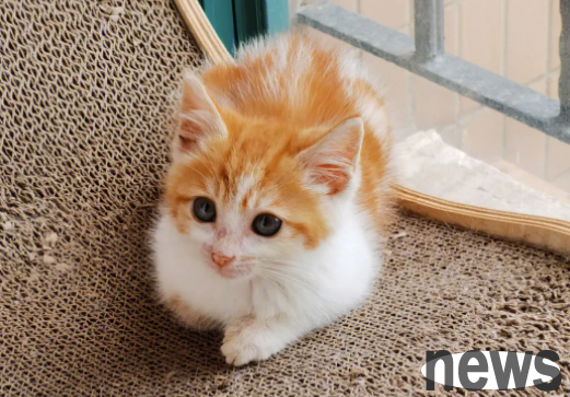 Popular science on breeding: What’s wrong with cats whining after their tails tremble quickly?