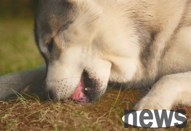 How can dogs 