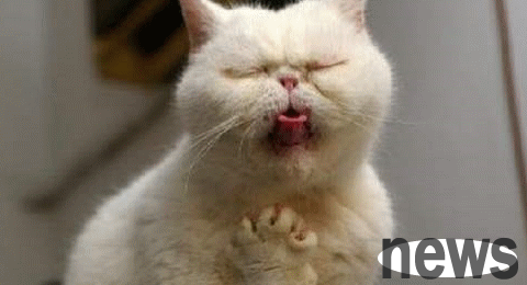 What is the reason why cats vomit yellow water? Let s take a look at the shoveler