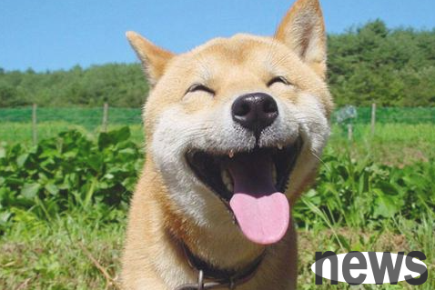 What should I do if my puppy is picky about food? How can I let my puppy eat dog food?