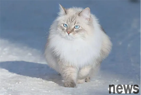 What are the breeds of Russian cats? See what you know ~