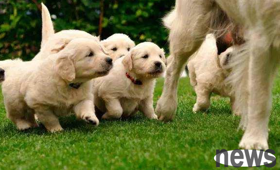 The dog said: I have many 