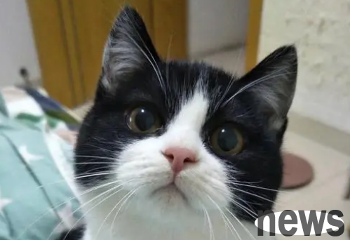 What breed of cow cats is? If you are interested, come and have a look